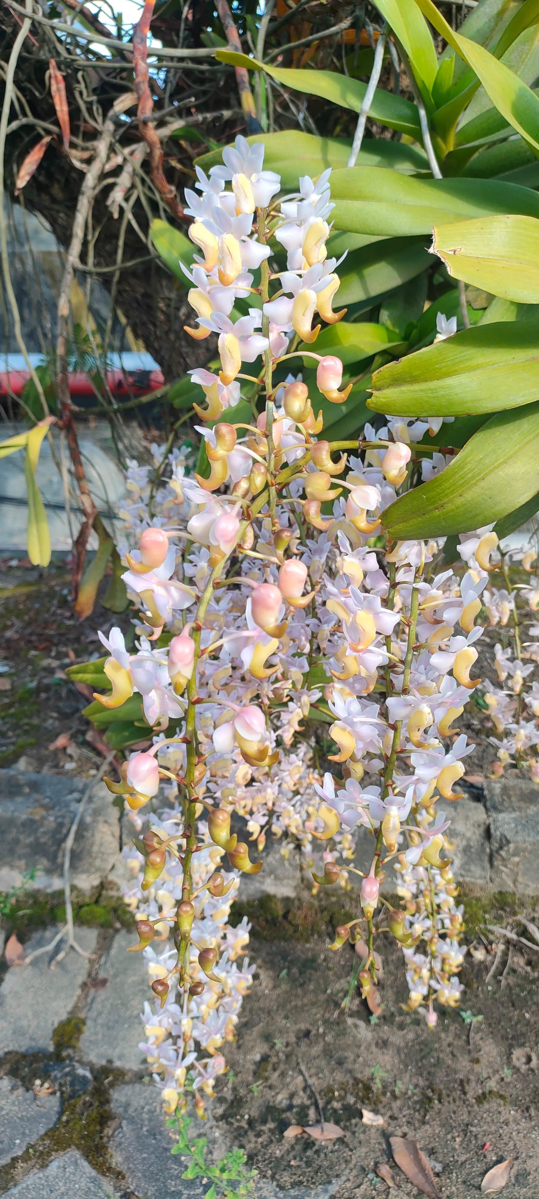 Anggrek Kuku Macan PT SAL