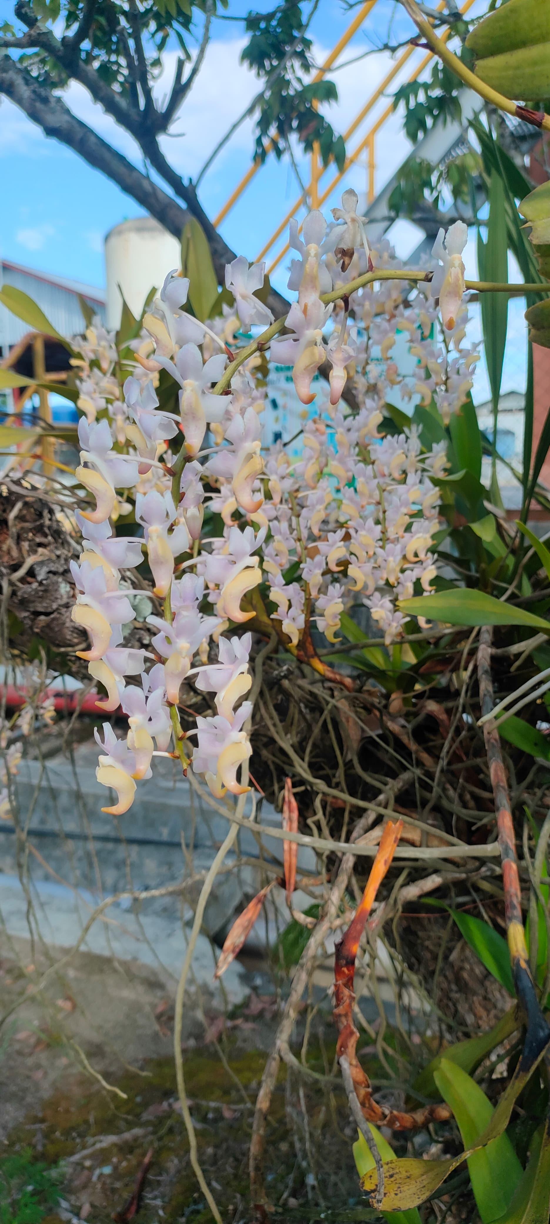 Anggrek Kuku Macan PT SAL